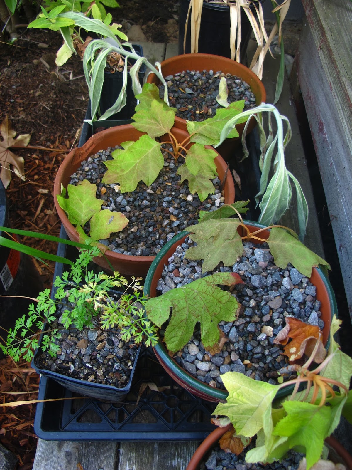 News From Nowhere Pantheon Plants