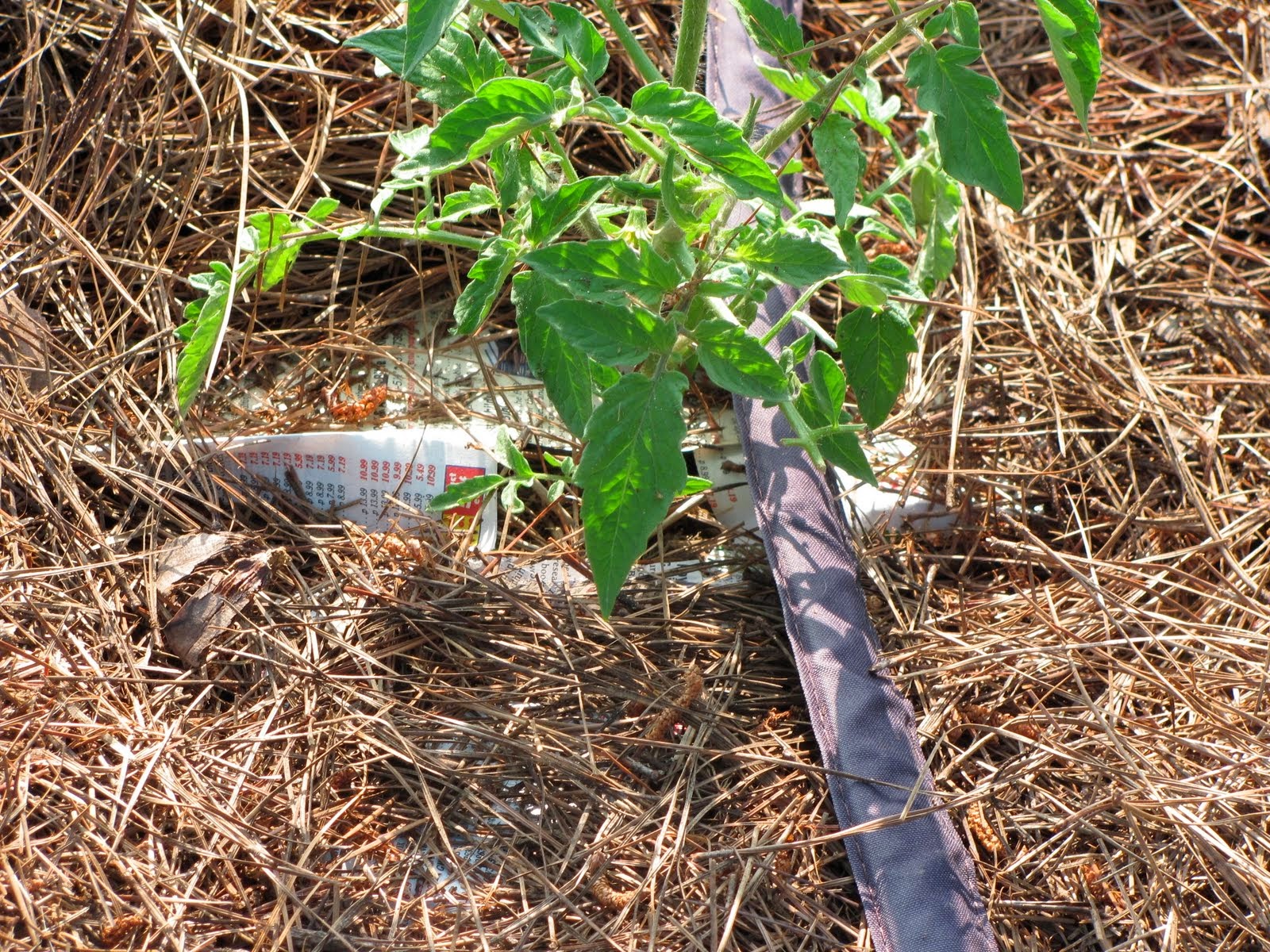 мульча из газет и скошенной травы уложены под помидоры