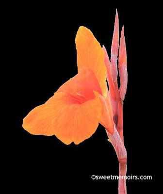 orange canna lily edited in photoshop