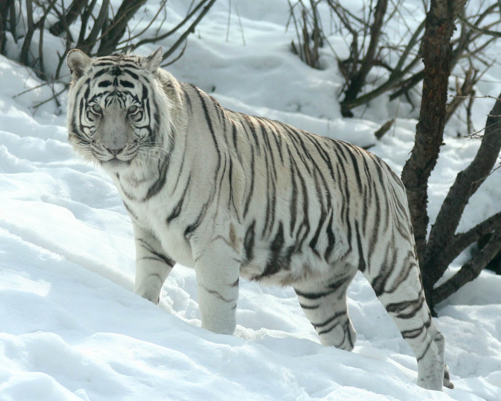 White Tiger Type Animals