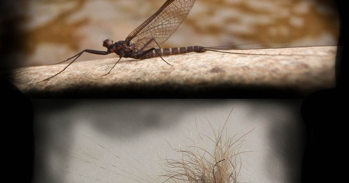 The African Fly Angler A Mayfly imitation