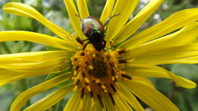 Nature on Shamrock Lane
