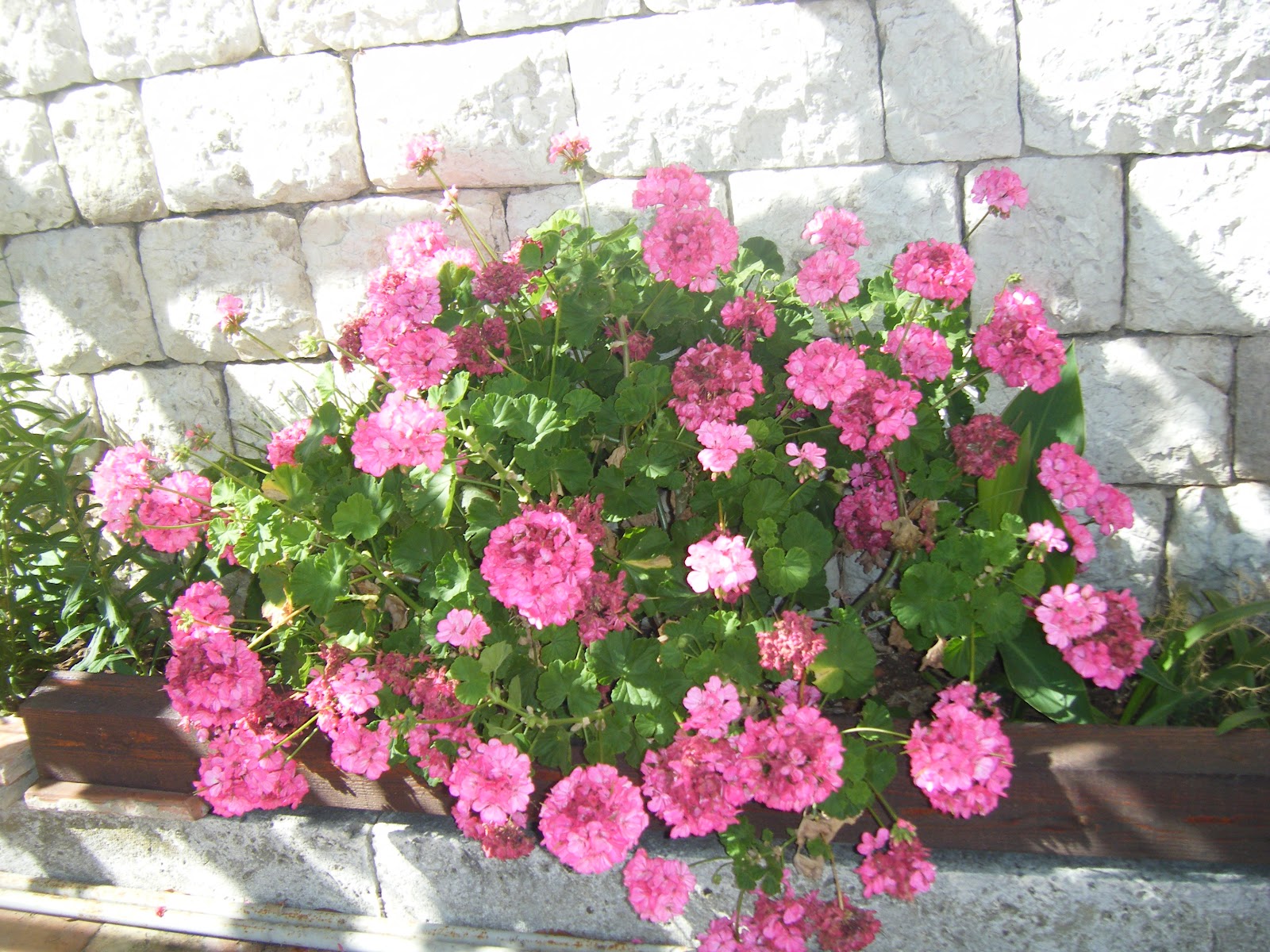 Kirsty Adventures Away From Home Croatian flowers sorry don't know