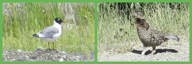 The Bonaparte's Gull and the grouse are two common birds seen here.