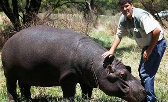 When Humans and Animals Get Along