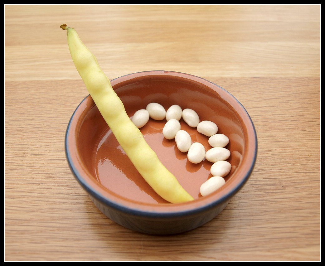 Mark's Veg Plot Mechelse Tros the Mushy Pea bean