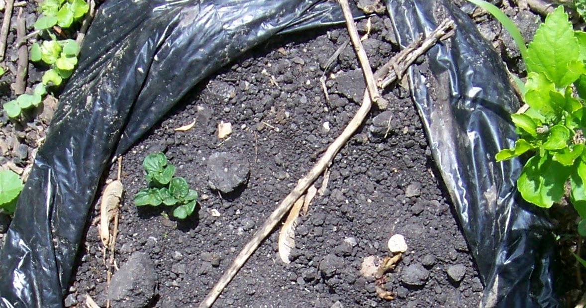 theArtisticFarmer Grow Potatoes in a GARBAGE BAG!!! Awesome idea!