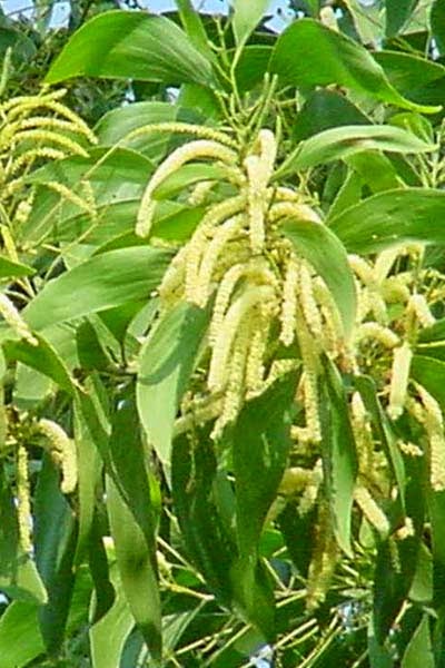 Nama Latin Akasia, Klasifikasi, dan Manfaatnya | Nama Latins