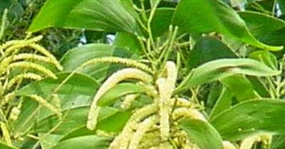 Nama Latin Akasia, Klasifikasi, dan Manfaatnya | Nama Latins