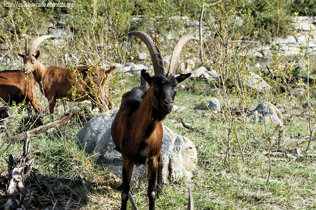 capre_goats