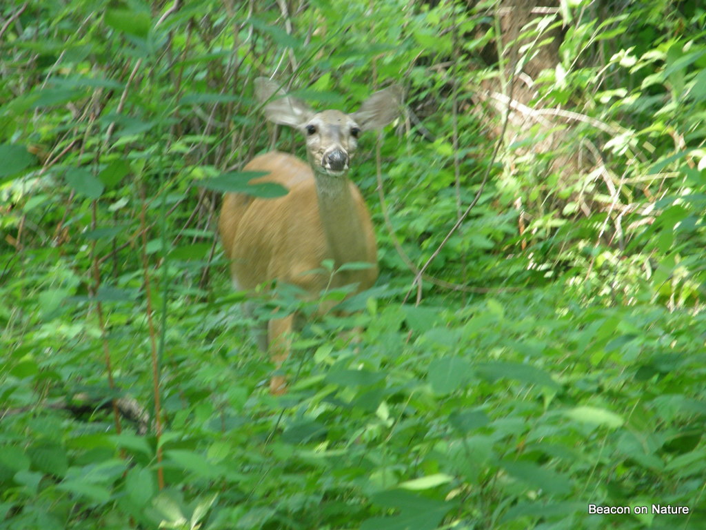 Guernsey Soil Water Conservation District Backyard Woods