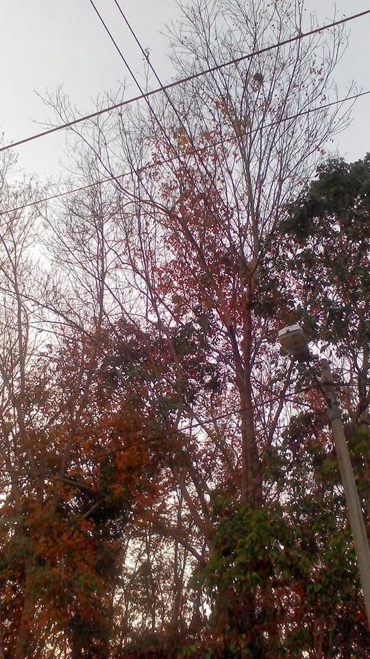 Kampung Sawah Baru Musim Luruh