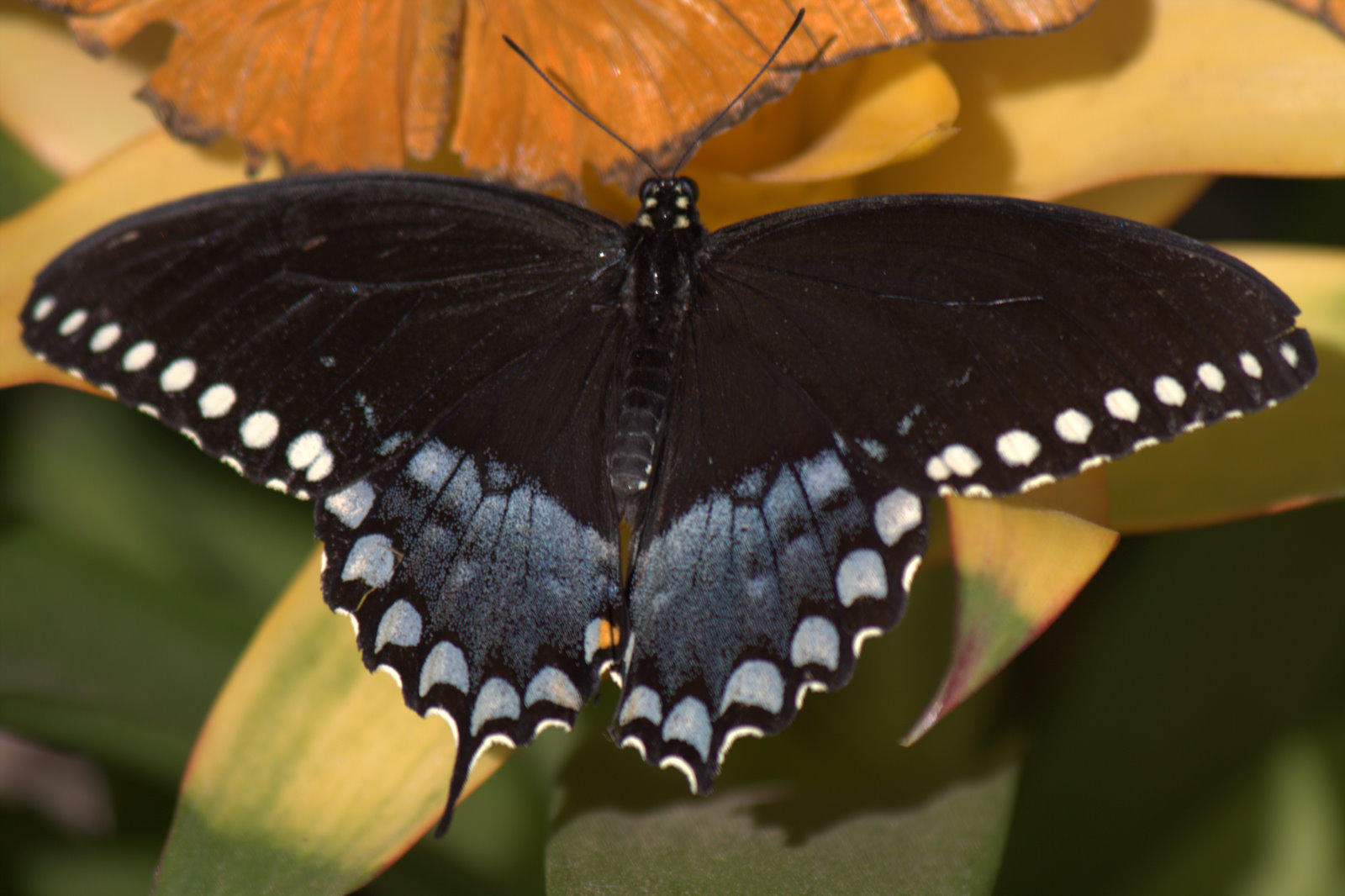Walking Arizona Butterflies at the Desert Botanical Garden
