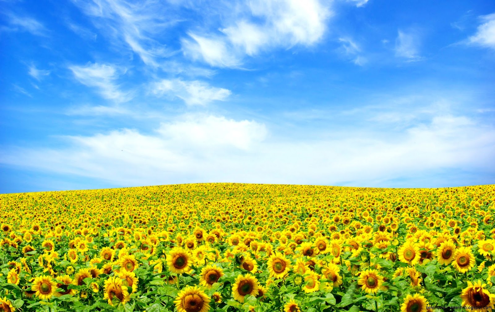 Sunflower Landscape Sunflower Landscape