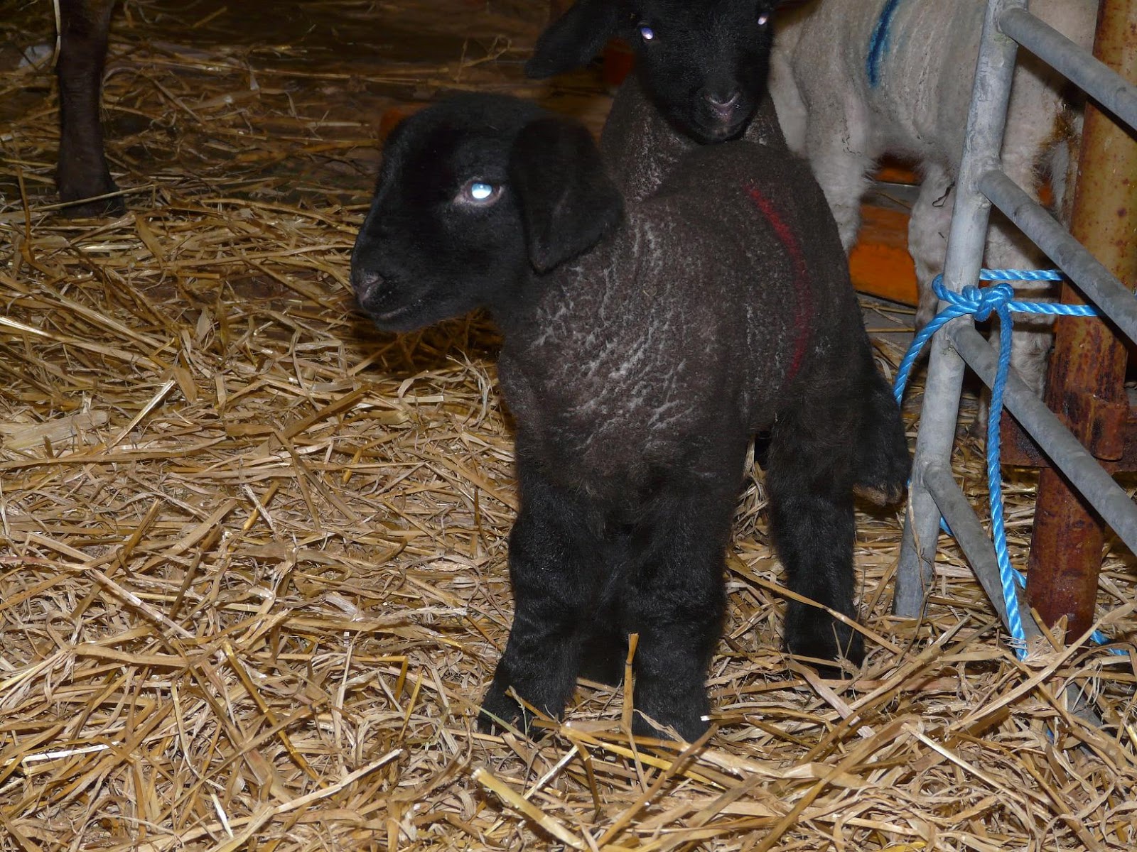 Predators On The Sheep Farm