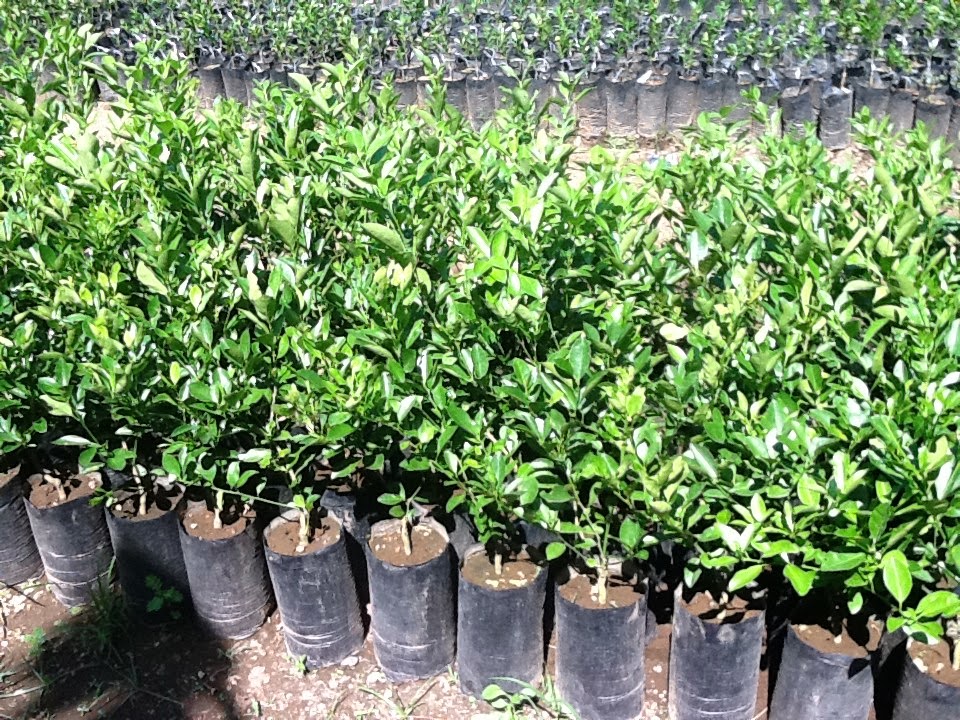 For sale Mangosteen plants for Php (Philippine peso) 300 and free