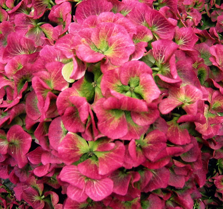 B&D Lilies Garden Blog Everlasting™ Hydrangeas Bloom all summer