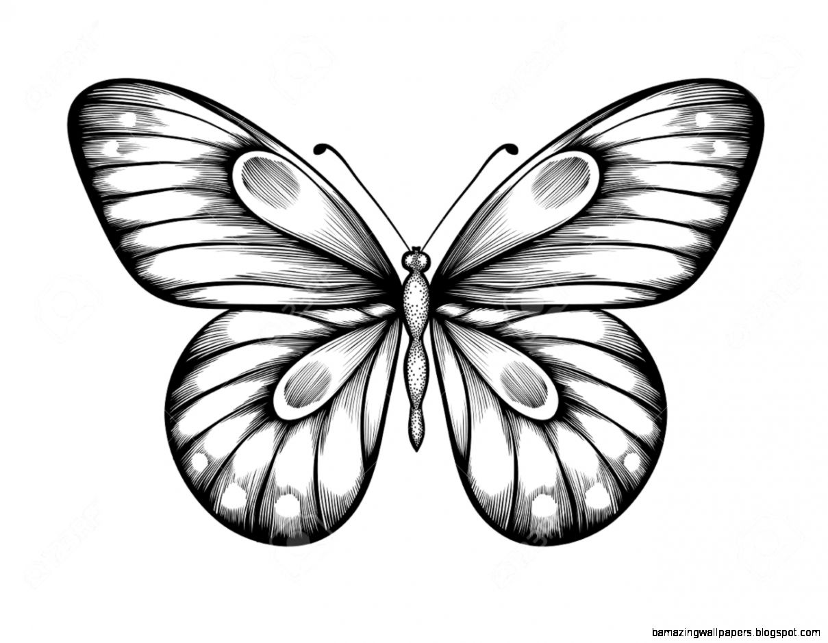 Beautiful Black And White Butterfly Hand drawn Contour Lines Beautiful Black And White Butterfly Hand drawn Contour Lines