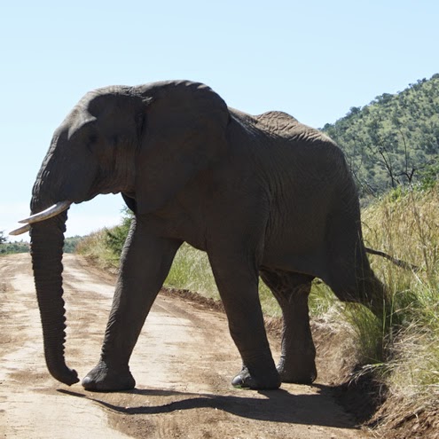 Pilanusberg NP Pilanusberg NP