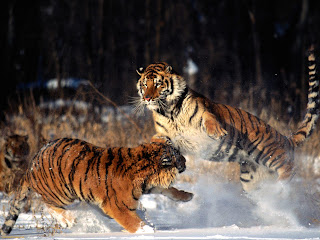  Play two tiger pictures