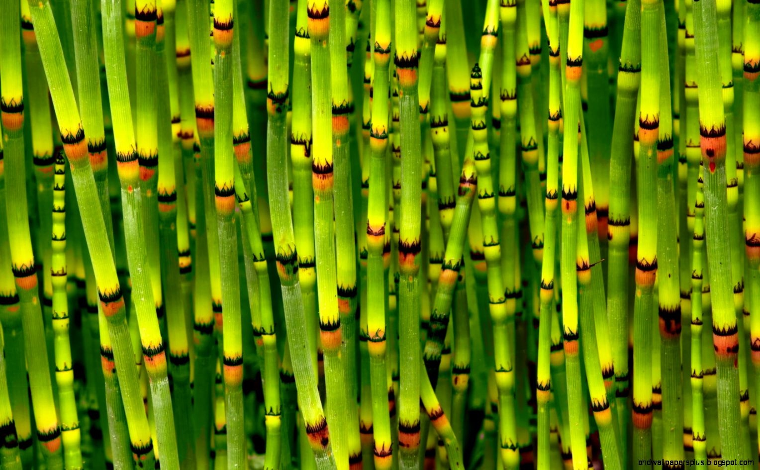 Bamboo Wallpaper 6858656 Bamboo Wallpaper 6858656