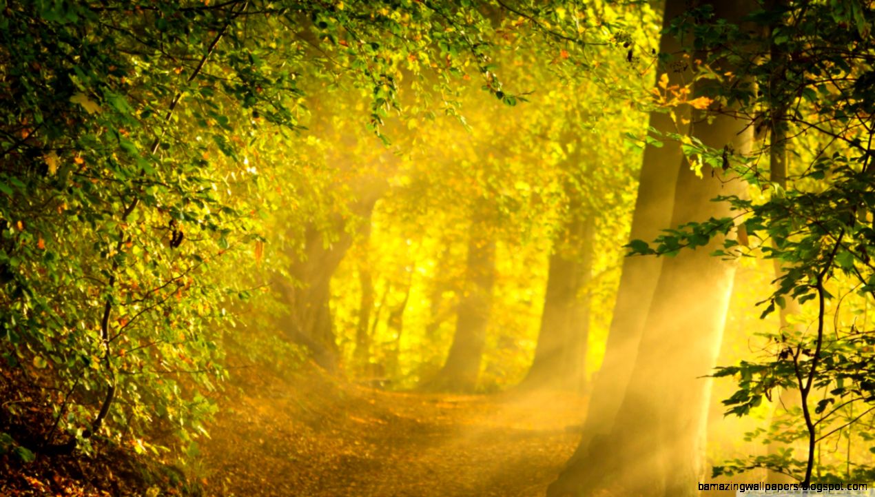 Enchanted Forest HD desktop wallpaper Widescreen High Enchanted Forest HD desktop wallpaper Widescreen High