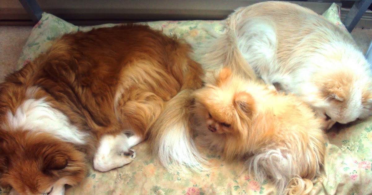 Ottawa Valley Dog Whisperer COMFORTABLE DOG BEDS