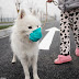 Μάσκα και στους σκύλους για το νέφος στην Κίνα...