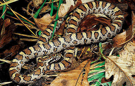 Snakes With Patterns
