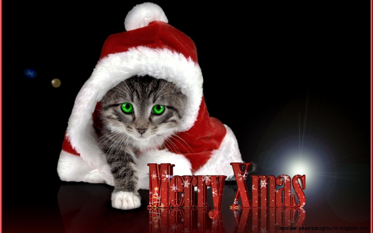 Christmas Kitty Kittens Wallpaper 16096240 Fanpop Christmas Kitty Kittens Wallpaper 16096240 Fanpop