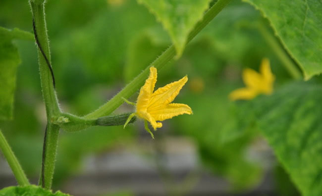 Cucumber Flowers Cucumber Flowers