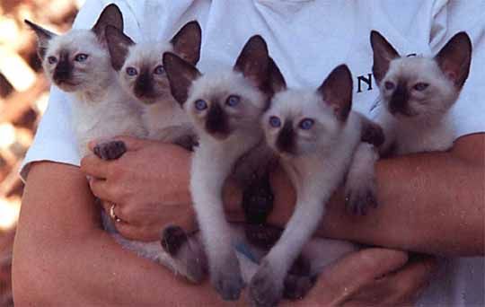 [imagetag] 7 Kucing Paling Populer di Dunia [DuniaQ Duniamu]