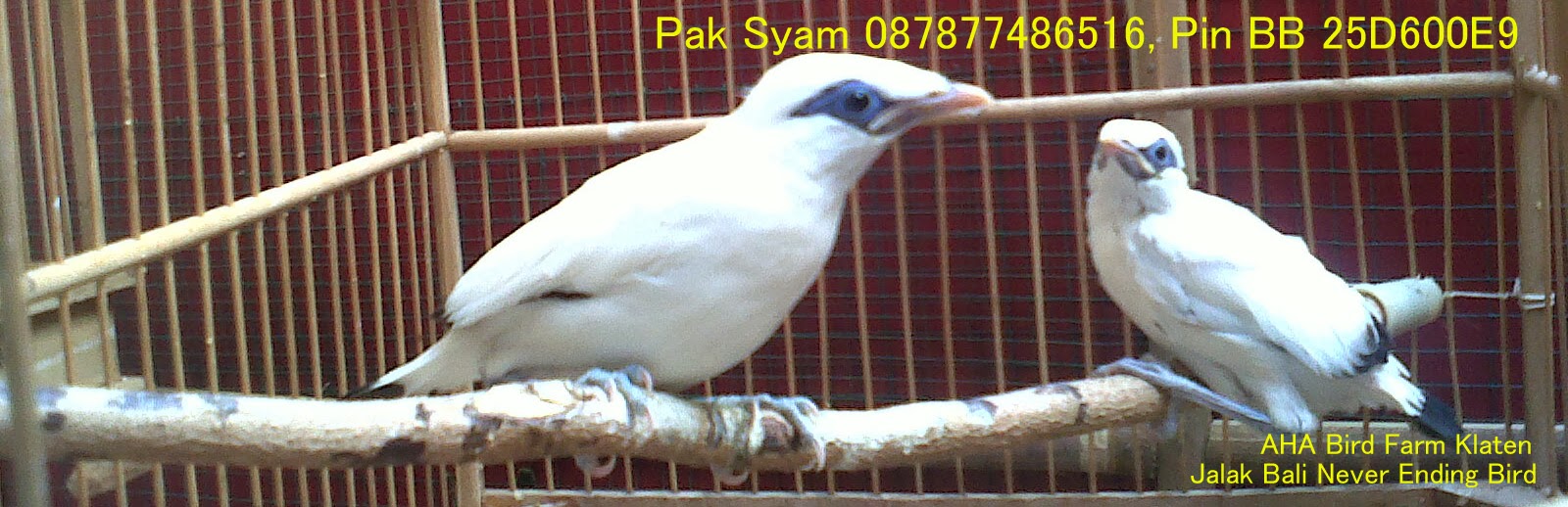 Jual Burung Cucak Rowo Hasil Penangkaran Dan Muda Hutan