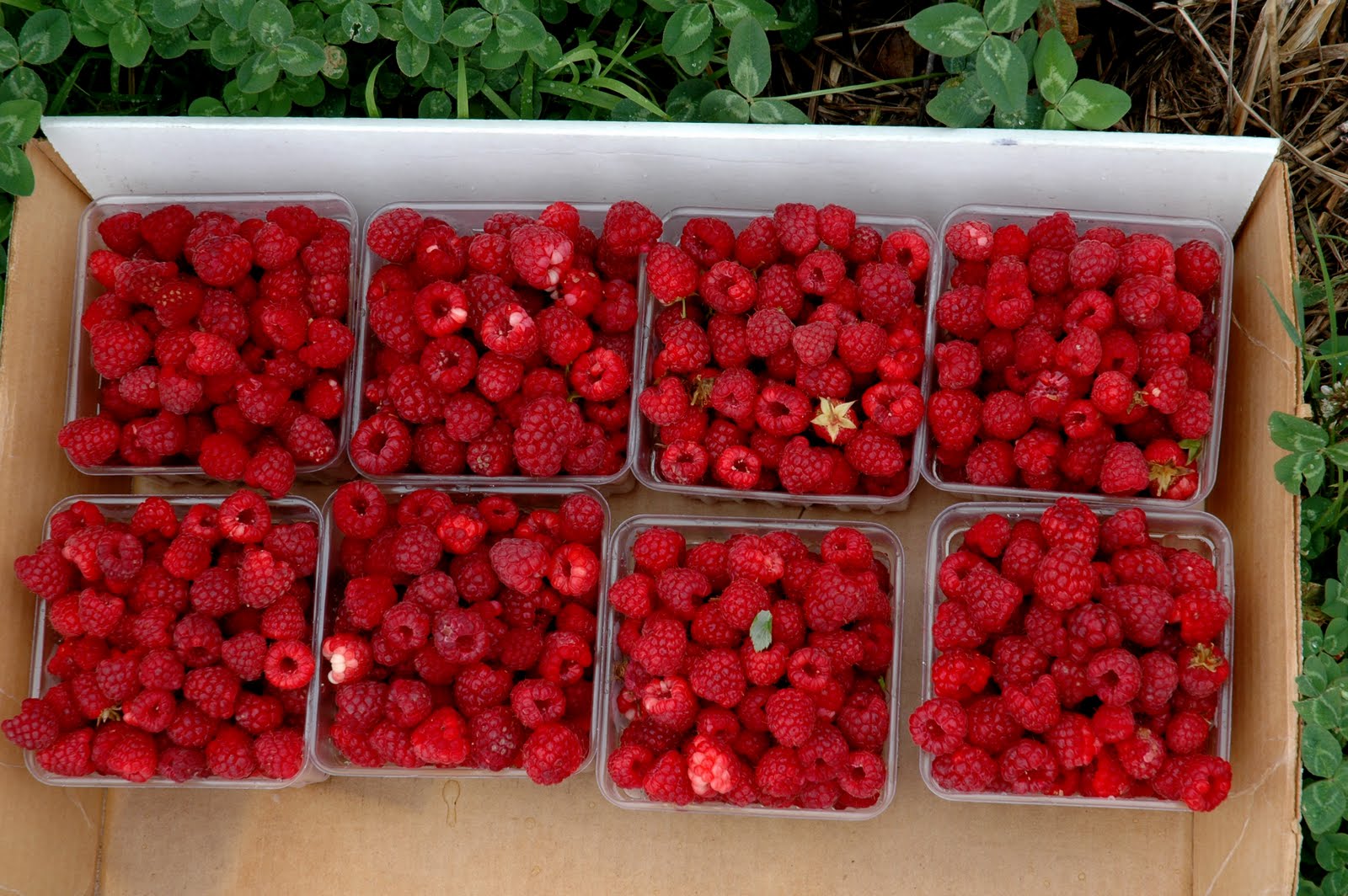 Brenda's Berries & Orchards Red raspberries ripening