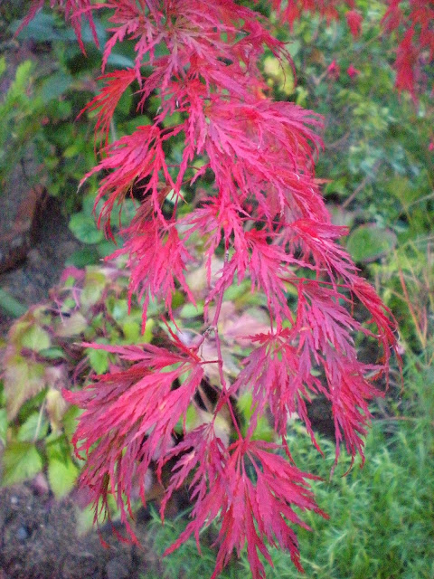 Planting Lollipop Trees Elaeagnus Ebbingei