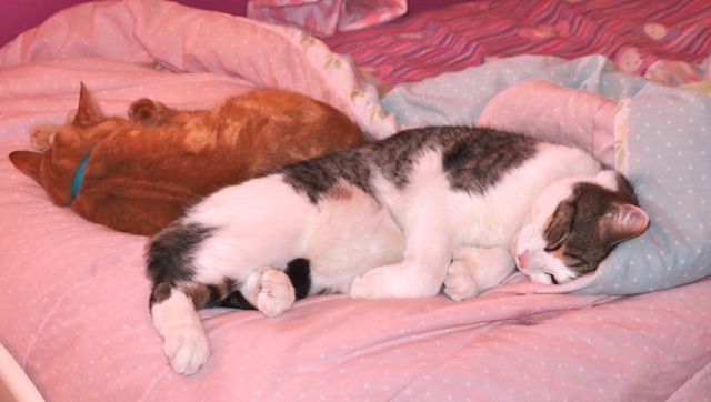 Get Cat Pee Smell Out Of Clothes Get Cat Pee Smell Out Of Clothes