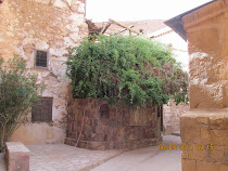 The Burning Bush from Biblical fame, St. Catherine's Monastery, base of Mt. Sinai, Egypt