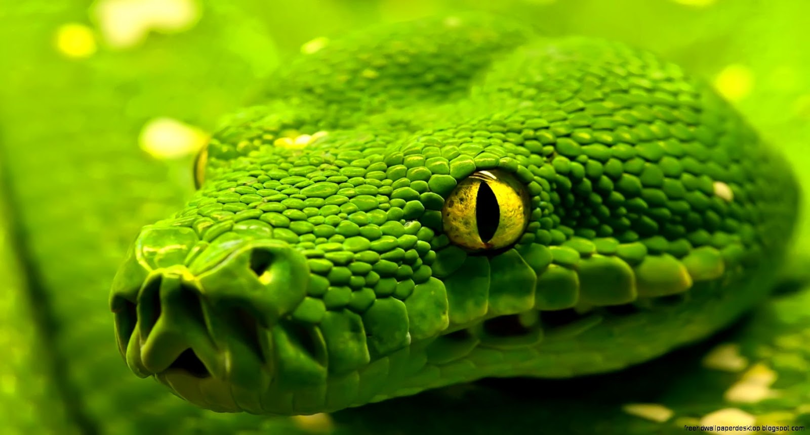 Green Snake Emerald Tree Boa Green Snake Emerald Tree Boa