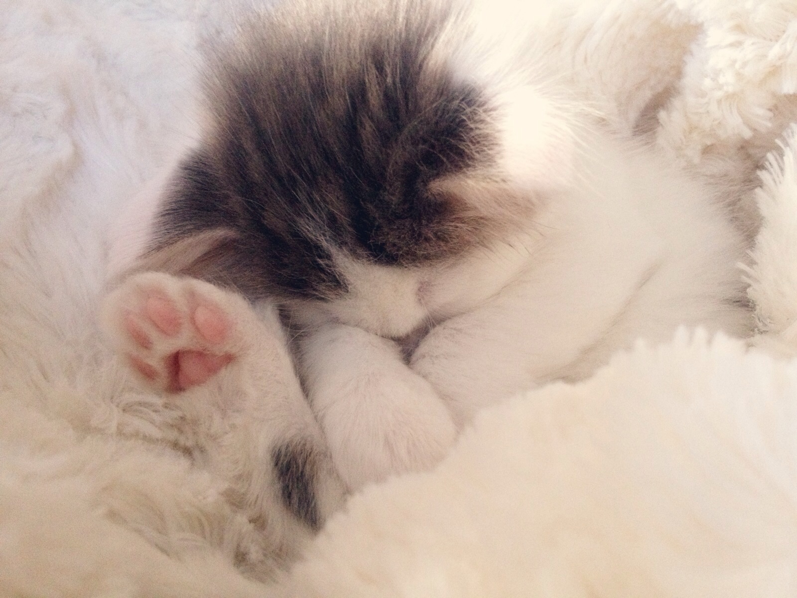 in fuzzy white blankets