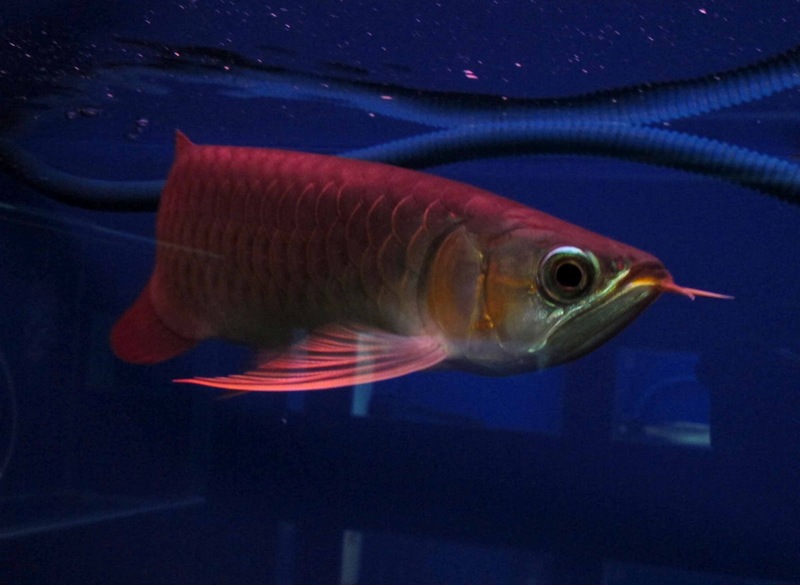 AROWANA HOUSE CHILI RED AROWANA