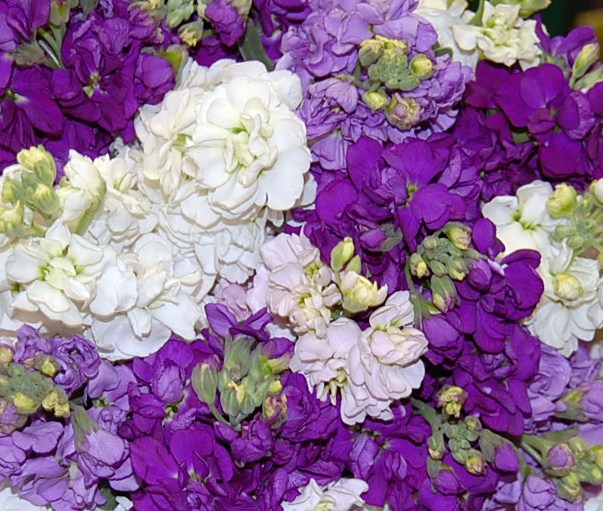 Sweet Smelling Flower! Monday Morning Flower and Balloon Co in