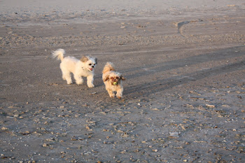Taz and poco on the beach