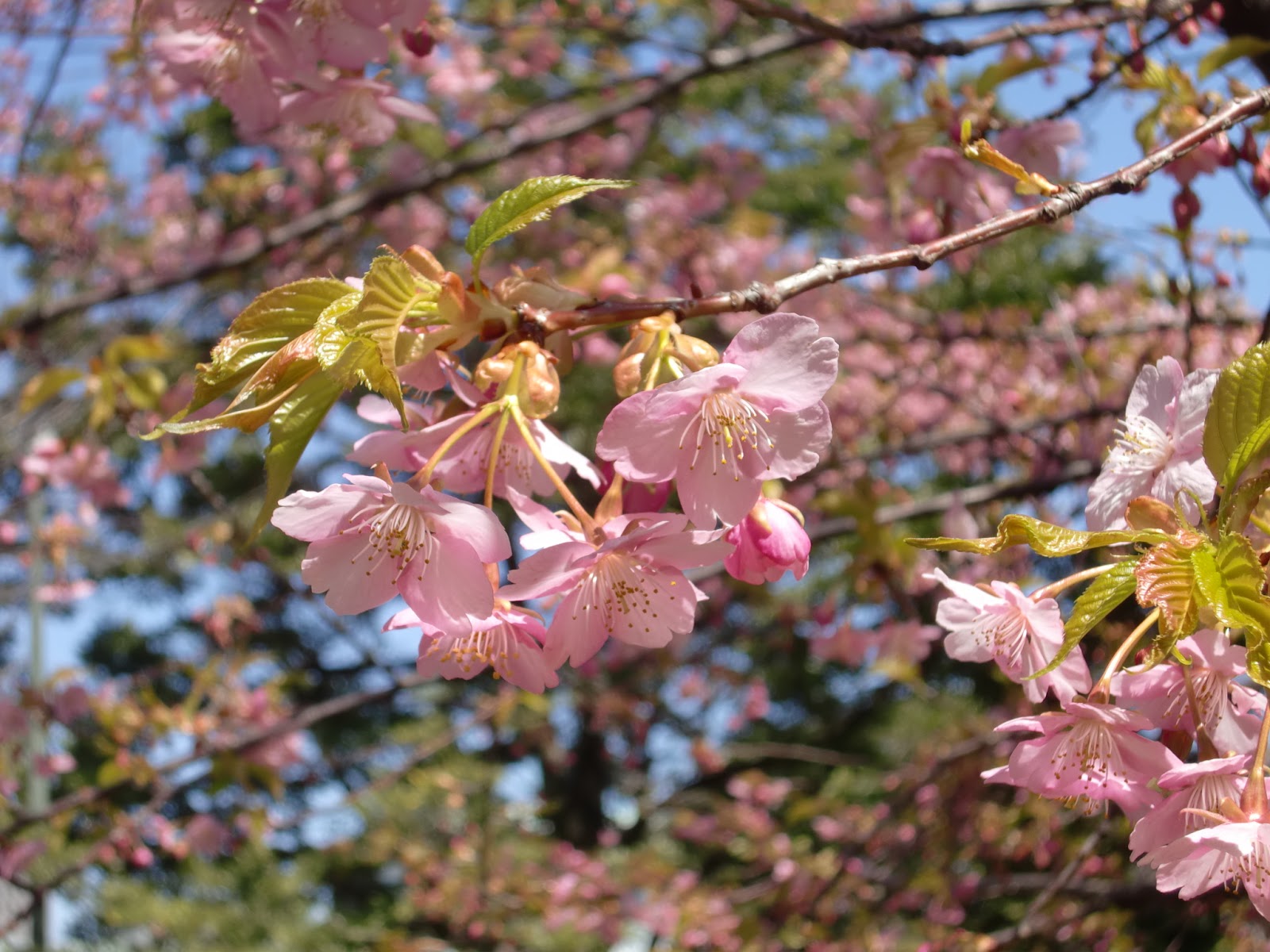 黙翁日録 東京 江戸城 皇居 東御苑の桜 早咲きの桜たち 12 03 21 カワヅザクラ 河津桜 ツバキカンザクラ 椿寒桜 リュウキュウカンヒザクラ 琉球寒緋桜 カンヒザクラ 寒緋桜 カンザクラ 寒桜 シナミザクラ