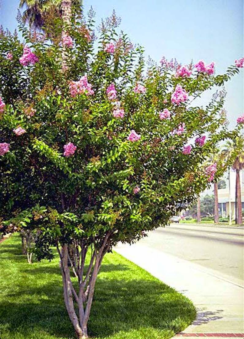 Beechwood Landscape Architecture and Construction 'Tuscarora' Crapemyrtle Featured Plant of
