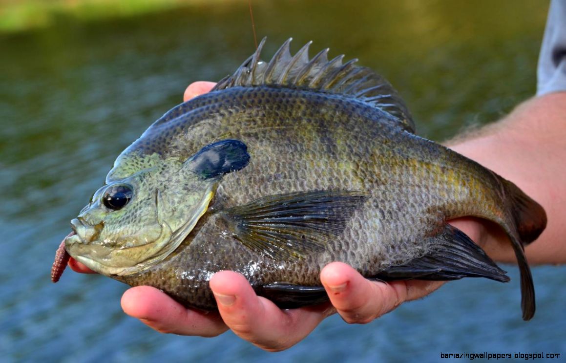 Bass Buffet Advice for Reeling in Largemouth Bass   OutdoorHub Bass Buffet Advice for Reeling in Largemouth Bass   OutdoorHub