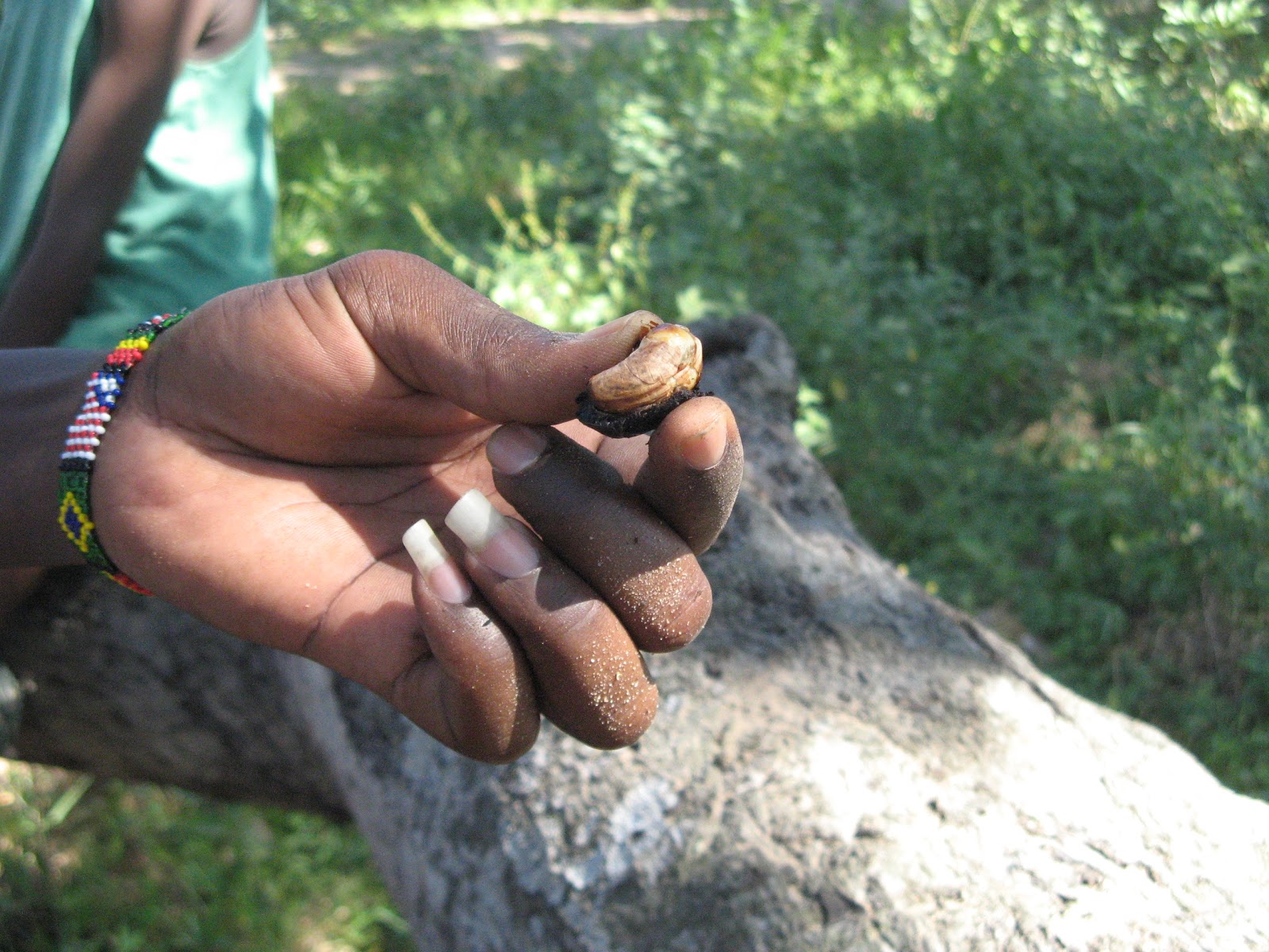 CASHEW NUTS FROM KILIFI