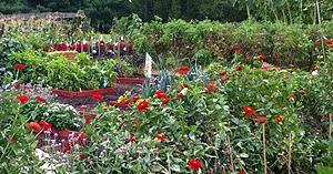 It's Your Life: Companion Planting