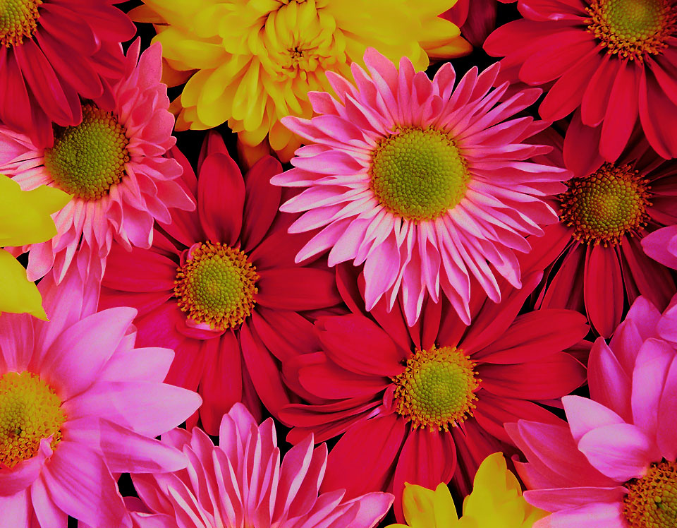 a good man chrysanthemums Henry tells elisa that her flowers were very good last year and some of she told the man that the reason the chrysanthemums were so big,. a good man chrysanthemums Henry tells elisa that her flowers were very good last year and some of she told the man that the reason the chrysanthemums were so big,.
