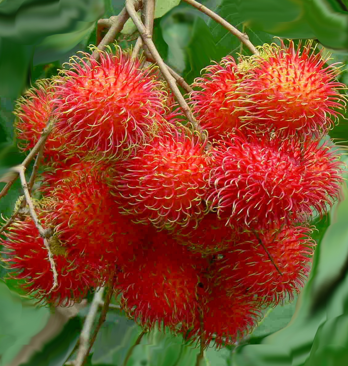 Rambutan Is This Tropical Treat Worth The Risk - i3nz2uw
