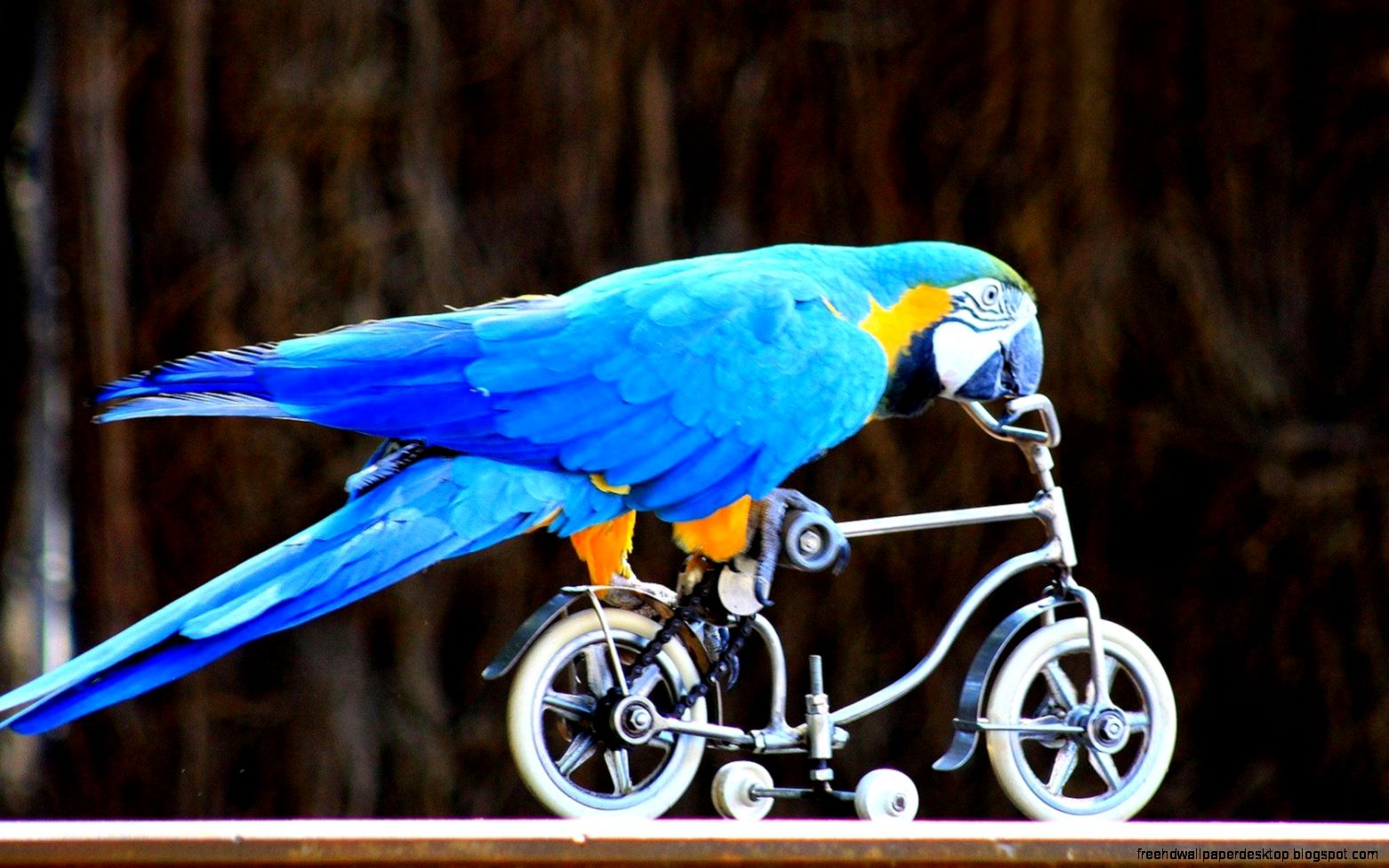 Parrot Blue Art Cartoon 6956589 Parrot Blue Art Cartoon 6956589